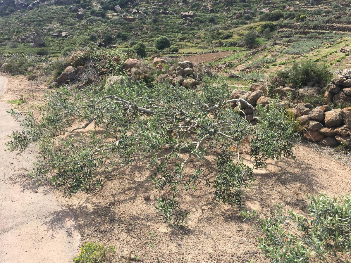 Dammusi Il Serralh -Pantelleria- Villa Scauri  Esterno foto