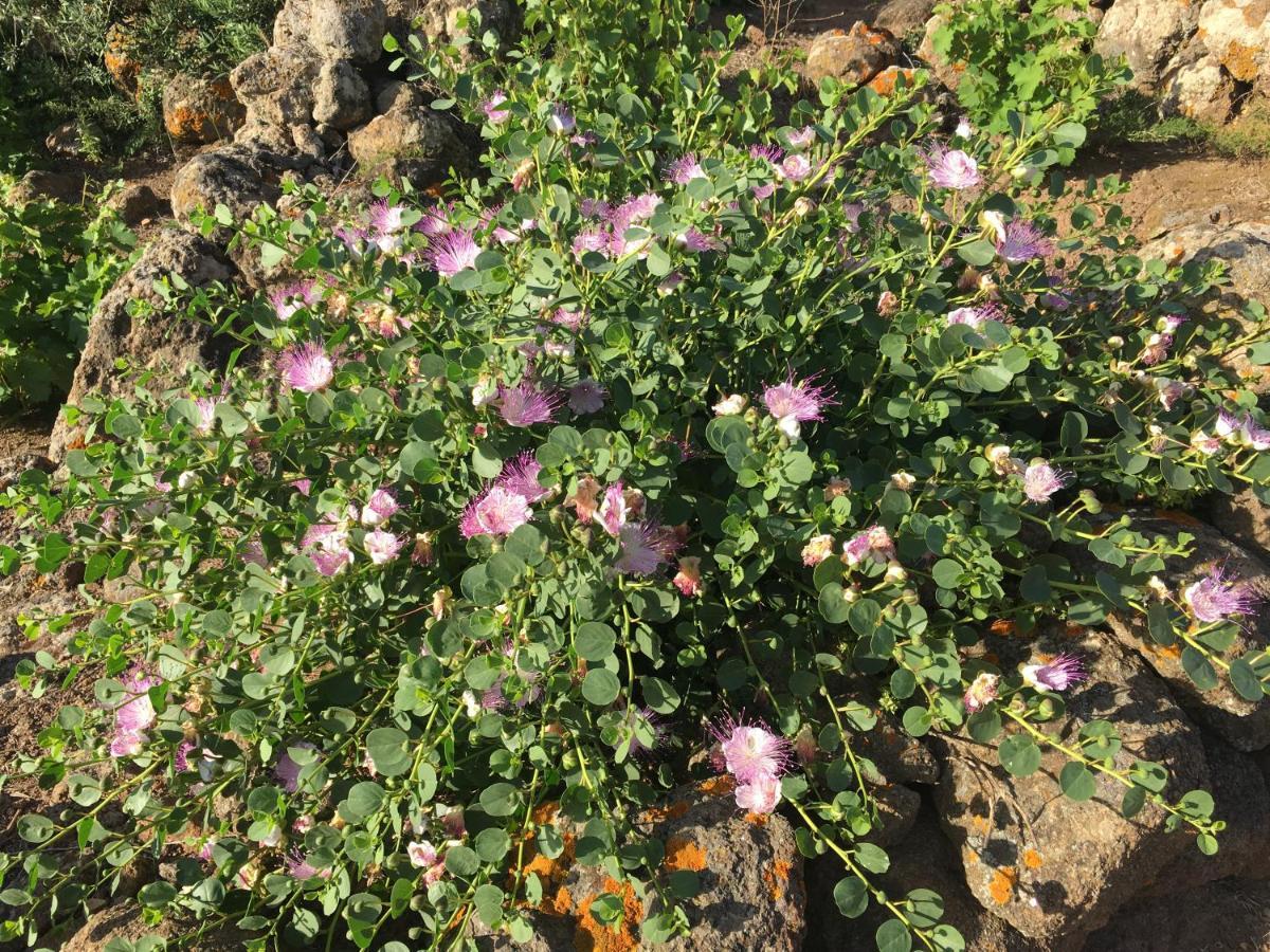 Dammusi Il Serralh -Pantelleria- Villa Scauri  Esterno foto